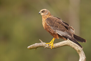 Samiec błotniaka stawowego (Cirgus aeruginosus) na wiosennej łące © Grzegorz