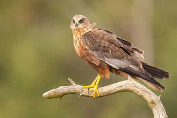 Samiec błotniaka stawowego (Cirgus aeruginosus) na wiosennej łące © Grzegorz