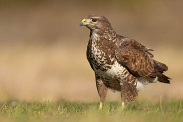 Samiec błotniaka stawowego (Cirgus aeruginosus) na wiosennej łące © Grzegorz