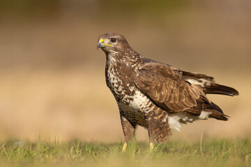 Żerujący myszołów (Buteo buteo) na wiosennej łące © Grzegorz