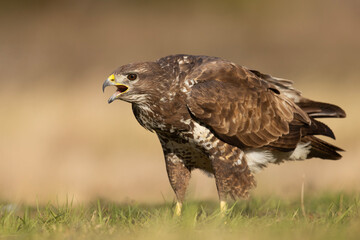Żerujący myszołów (Buteo buteo) na wiosennej łące © Grzegorz