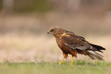 Samiec błotniaka stawowego (Cirgus aeruginosus) na wiosennej łące © Grzegorz