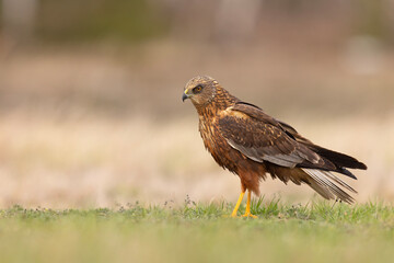 Samiec błotniaka stawowego (Cirgus aeruginosus) na wiosennej łące © Grzegorz