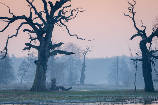 
Rogalin oaks