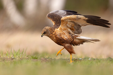 Samiec błotniaka stawowego (Cirgus aeruginosus) na wiosennej łące © Grzegorz