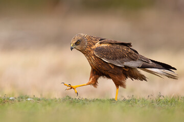 Samiec błotniaka stawowego (Cirgus aeruginosus) na wiosennej łące © Grzegorz
