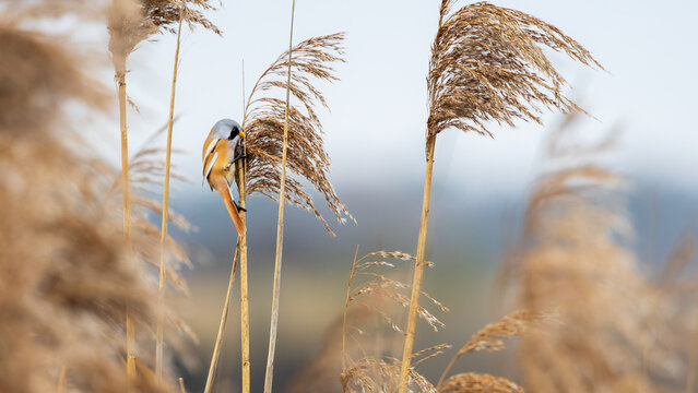reed in the wind