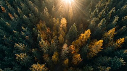 Sun rays in the forest