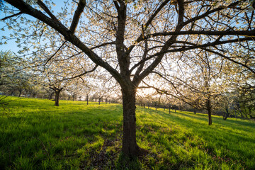 Blühende Obstbäume in Rhodt unter Rietburg mit Weinbergen und Villa Ludwigshöhe im Sonnenaufgang
