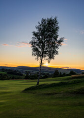 lone tree at sunset