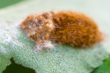 Brown-tail moth (Euproctis chrysorrhoea) covered eggs on leaf close up,  macro brown-tail moth pupal nest, Brown-tail moth eggs laid in mass surrounded by hairs from female moth 