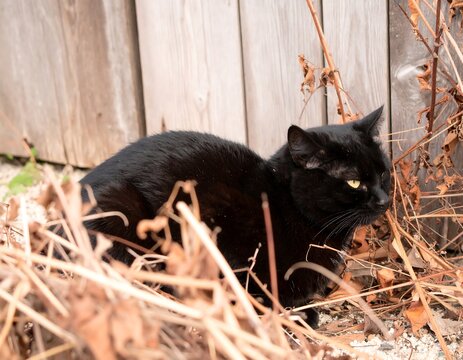 Black cat hiding amongst dry brush - Powered by Adobe