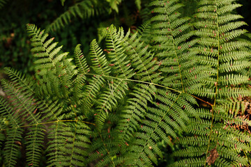 Close-up of lush green fern leaves in the forest of Divcibare, Serbia