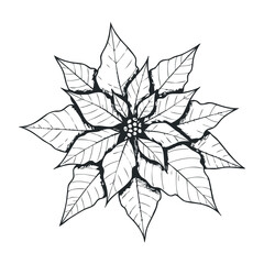 Obraz premium Artistic black and white poinsettia illustration digital artwork nature floral design abstract viewpoint. Vector illustration