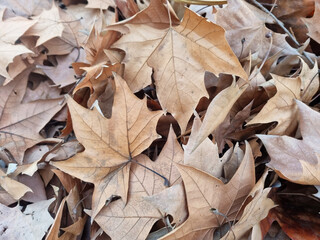Pile of dry leaves on the ground, close-up
