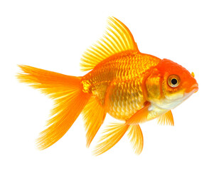 Fototapeta premium Single Goldfish Swimming, Side View, isolated on white background png