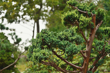A trimmed conifer tree.