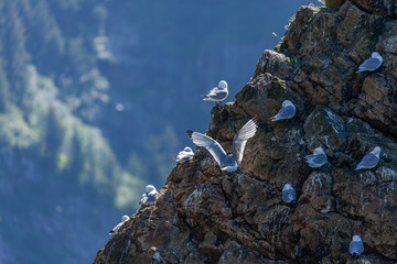 Black legged Kittiwakes