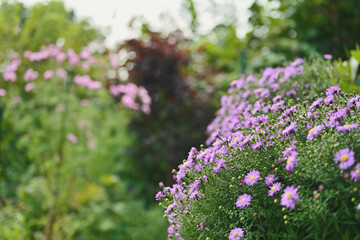 Autumn colors in a small garden near the house