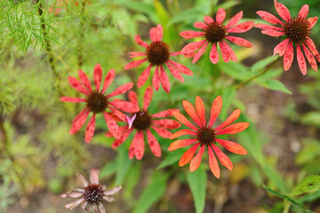Autumn colors in a small garden near the house