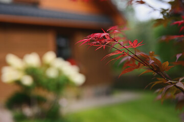 Autumn colors in a small garden near the house