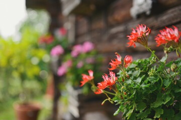 Autumn colors in a small garden near the house