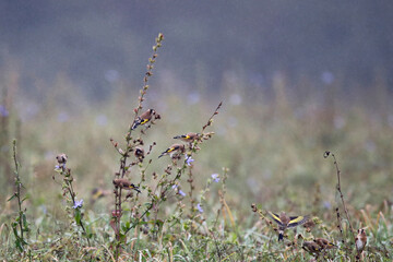 Goldfinches feeding on seeds (Carduelis carduelis). Taken near Salisbury, England in October.