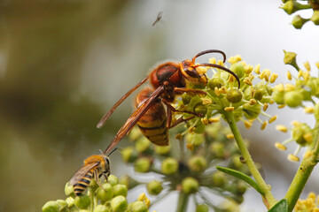 European Hornet (Vespa crabro) feeding on ivy flowers. Taken near Salisbury, England in October.