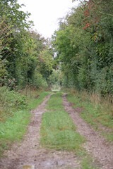 Obraz premium Drover's Lane. Taken near Salisbury, England in October.