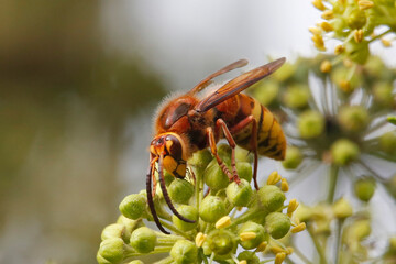 European Hornet (Vespa crabro) feeding on ivy flowers. Taken near Salisbury, England in October.