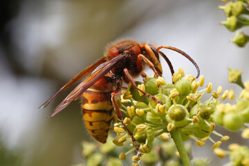 European Hornet (Vespa crabro) feeding on ivy flowers. Taken near Salisbury, England in October.