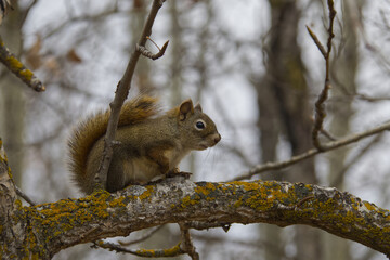 Obraz premium Red Squirrel in a Tree