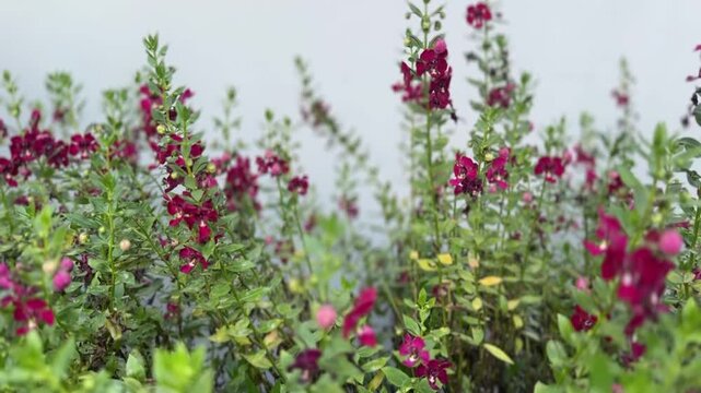 Video of Angelonia orchid with vibrant magenta flowers and green foliage in soft background.
