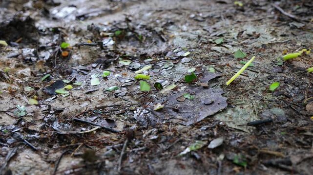 Close-up 4K footage of leafcutter ants carrying fresh green leaves along a forest floor trail, showcasing their teamwork, natural behavior, and vibrant jungle environment&mdash;ideal for wildlife stock vide
