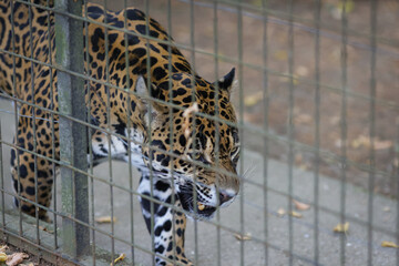 A jaguar (Panthera onca) inside a caged enclosure in an Eastern European zoo
