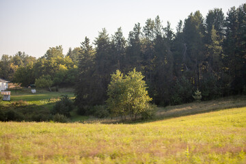 autumn landscape with trees