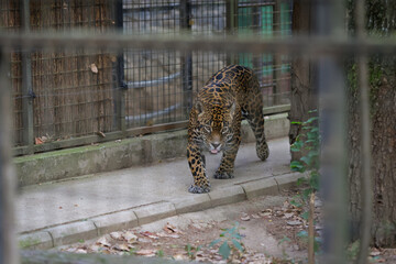 A jaguar (Panthera onca) inside a caged enclosure in an Eastern European zoo
