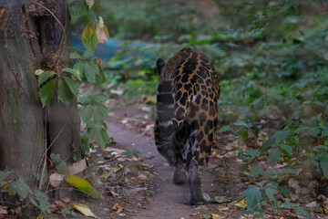A jaguar (Panthera onca) inside a caged enclosure in an Eastern European zoo