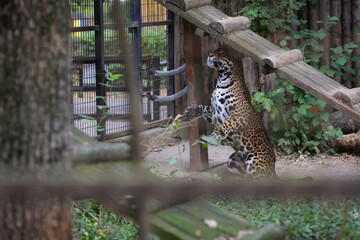 A jaguar (Panthera onca) inside a caged enclosure in an Eastern European zoo