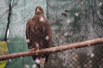 A white-tailed eagle (Haliaeetus albicilla) inside a caged enclosure in an Eastern European zoo.
