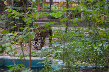 A jaguar (Panthera onca) inside a caged enclosure in an Eastern European zoo
