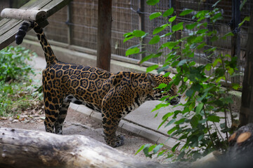 A jaguar (Panthera onca) inside a caged enclosure in an Eastern European zoo
