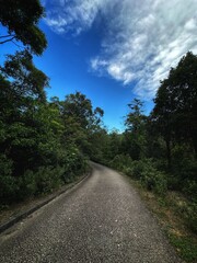 road in the forest