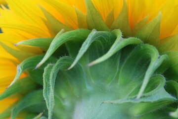 Macro view of the underside of a decorative sunflower showing curved green sepals and the base of vibrant yellow petals.