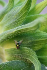 Vertical macro image of a green sunflower bud with a metallic green fly perched on a curved sepal.