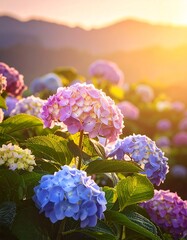 Hydrangea flowers at sunset