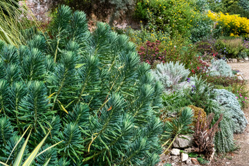 A clump  of Euphorbia flowers