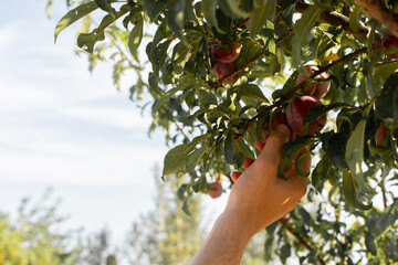 Close up of a farmer picking peaches from tree in orchard