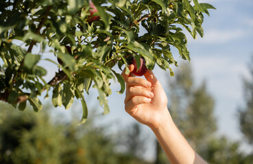 Farmer picking peaches from tree in orchard