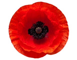 Top-Down View of Poppy Flower with Open Petals, isolated on transparent background png